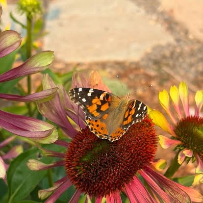 A painted lady butterfly on a coneflower