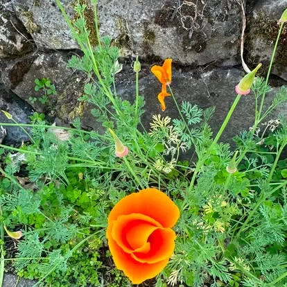 A California poppy against a stone wall