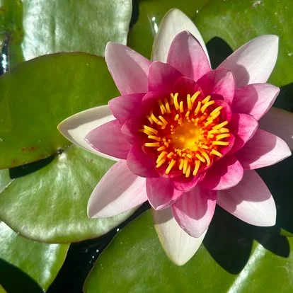 A pink water lily among lily pads