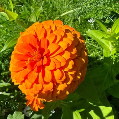 An orange zinnia in full bloom